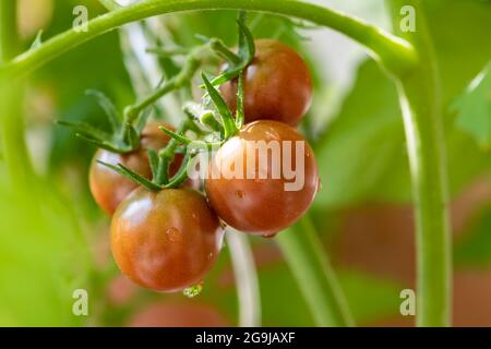 Tomates fraîches poussant dans un jardin biologique Banque D'Images