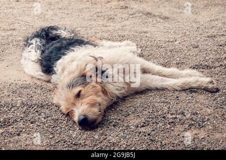 Le chien sans-abri est en train de dormir sur le sol. Jeune chien errant dormant Banque D'Images