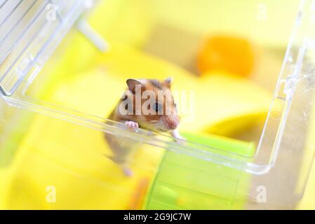 Le hamster syrien doré drôle sort de sa cage Banque D'Images