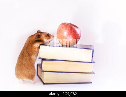 Hamster au gingembre drôle hamster rouge, pomme et livres isolés sur fond blanc Banque D'Images