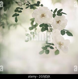 Cadre à partir de fleurs sur fond de nature flou. Mise au point sélective. Placer pour le texte. Banque D'Images