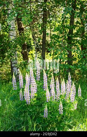 Lupins sauvages en pleine croissance dans la Forêt-Noire Banque D'Images