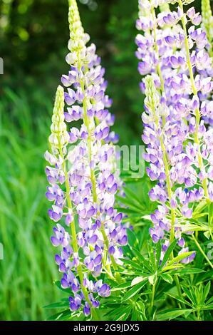 Lupins sauvages en pleine croissance dans la Forêt-Noire Banque D'Images