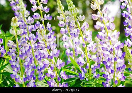 Lupins sauvages en pleine croissance dans la Forêt-Noire Banque D'Images