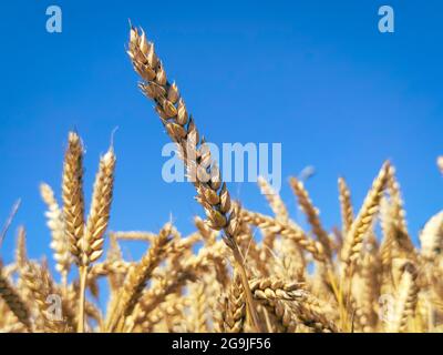 Des épis de blé presque mûrs se démarquent bien contre un ciel bleu acier lors d'un jour d'été Banque D'Images