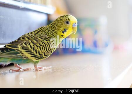 Green Budgerigar (Budgie domestique) Banque D'Images