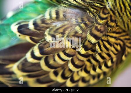 Le perroquet vert du bourgeon gros plan. Plumage Wing Budgerigar Closeup Banque D'Images