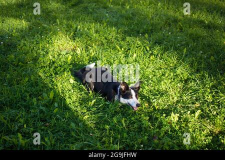 Le chien a honte. Border collie couvre son nez avec sa patte. Banque D'Images