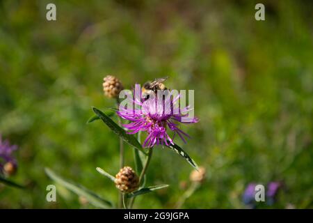 Un bourdon sur une fleur du trèfle rouge (trifolium pratense). Banque D'Images