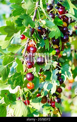 Le jostaberry (lat. Ribes x nidigrolaria) est une brousse de fruits transversale impliquant le cassis, la groseille noire nord-américaine et la goo européenne Banque D'Images