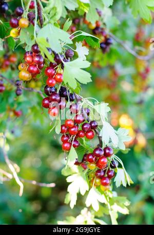 Le jostaberry (lat. Ribes x nidigrolaria) est une brousse de fruits transversale impliquant le cassis, la groseille noire nord-américaine et la goo européenne Banque D'Images