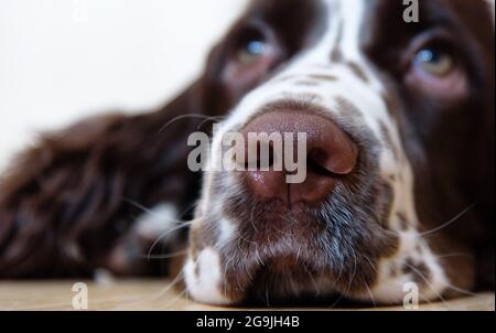 English Springer Spaniel chien chiot gisant sur le sol Banque D'Images