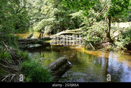 Rivière Fowey, Lanhydrock, 160721 Banque D'Images