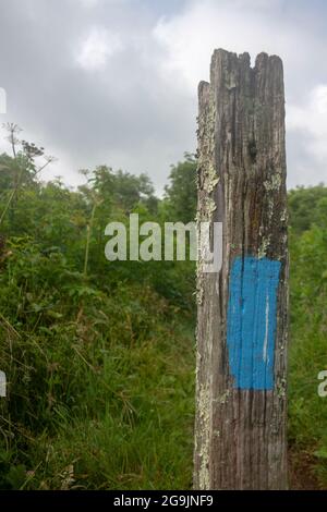 Bleu peint sur bois marquant le chemin d'un sentier de randonnée. Banque D'Images