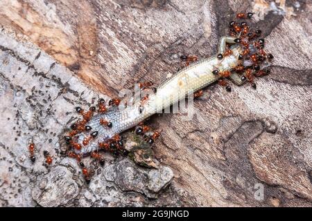 Acrobat Ants (Crestogaster laeviuscula) se balance au-dessus d'un petit scinque brun mort (Scincella lateralis). Banque D'Images