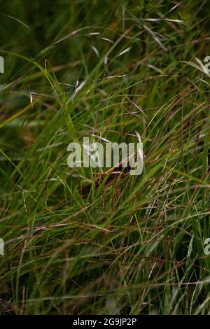 Une grande sauterelle se cachant dans une prairie d'herbe Banque D'Images
