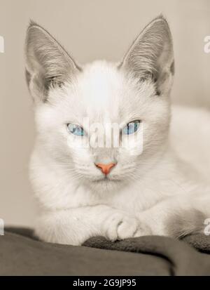 Un chaton blanc avec des yeux bleus est à la lumière du format d'image vertical noir et blanc Banque D'Images