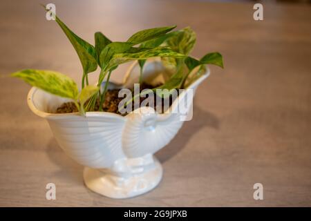 Une plante maison de Diable's Ivy, ou Golden Pothos, qui grandit à partir de boutures et est empotée dans un vase à motif nautilus, fait par des poteries de Crown Lynn Banque D'Images