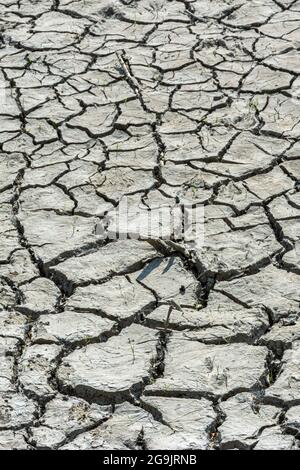 Détail d'une section séchée de ce qui était autrefois le fond d'une zone humide de marais, Castle Rock Colorado USA. Photo prise en juin. Banque D'Images