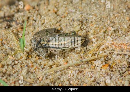 Young Plains Leopard Frog- (Lithobates blairi- anciennement Rana blairi), se trouve sur un banc de sable au soleil, Castle Rock Colorado USA. Photo prise en juillet. Banque D'Images