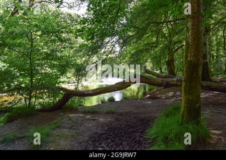 Rivière Fowey, Lanhydrock, 160721 Banque D'Images