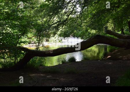 Rivière Fowey, Lanhydrock, 160721 Banque D'Images