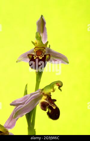 Orchidée d'abeille (Ophrys apifera), deux fleurs au bord d'une haie de champ, Rhénanie-du-Nord-Westphalie, Allemagne Banque D'Images