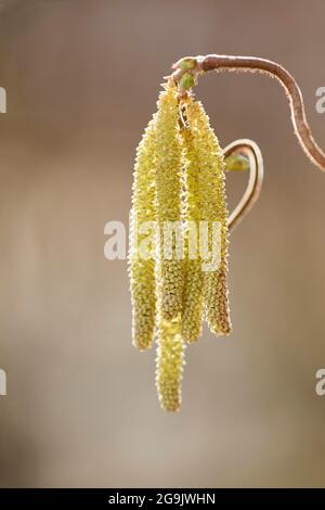 Noisette commune (Corylus avellana 'contorta') floraison, Bavière, Allemagne Banque D'Images