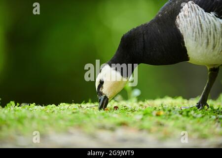 Barnacle Goose (Branta leucopsis), portrait, Bavière, Allemagne Banque D'Images