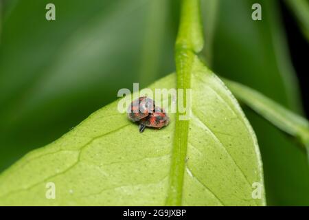 Accouplement du coléoptère Vedalia (Novius cardinalis) sur la feuille d'orange Mikan, ville d'Isehara, préfecture de Kanagawa, Japon Banque D'Images