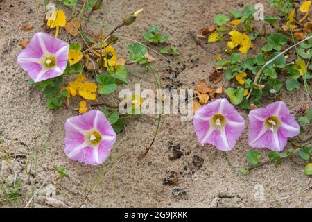 Vent de plage dans les dunes, Snowbell (soldanella), de Texel, pays-Bas, Islande Banque D'Images