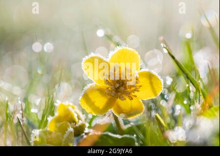 Marais marigold (Maltha palustris) avec le houarfrost, Hesse, Allemagne Banque D'Images