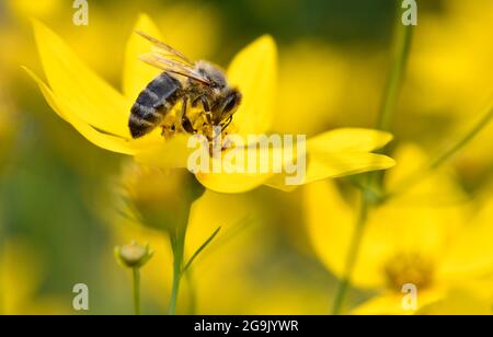 Abeille (APIs mellifera), collectant du nectar sur Tickseed (Coreopsis), Bade-Wurtemberg, Allemagne Banque D'Images