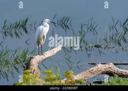 Petit aigrette (Egretta garzetta) assis à la branche, lac de Kerkini, Macédoine, Grèce Banque D'Images