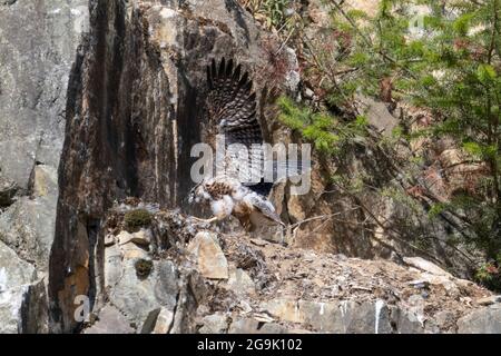 Oiseau de faucon pèlerin juvénile à la carrière d'Abbotsford, C.-B. Canada Banque D'Images