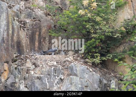 Oiseau de faucon pèlerin juvénile à la carrière d'Abbotsford, C.-B. Canada Banque D'Images