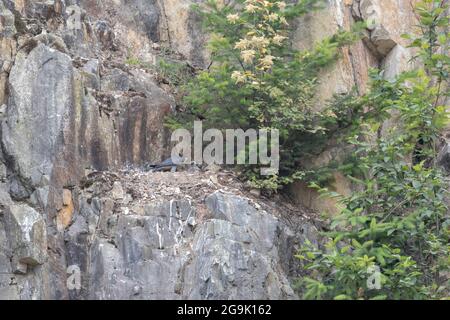 Oiseau de faucon pèlerin juvénile à la carrière d'Abbotsford, C.-B. Canada Banque D'Images