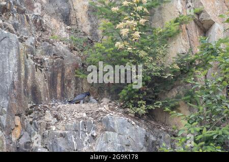 Oiseau de faucon pèlerin juvénile à la carrière d'Abbotsford, C.-B. Canada Banque D'Images