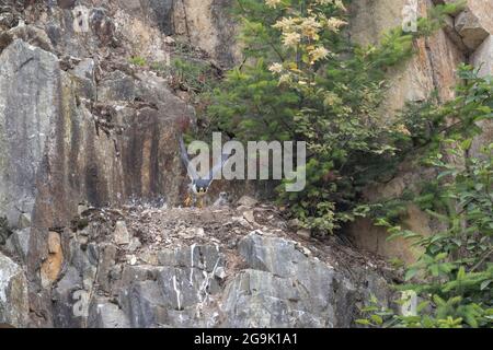 Oiseau de faucon pèlerin juvénile à la carrière d'Abbotsford, C.-B. Canada Banque D'Images