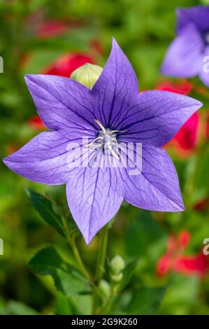 Fleur de bellflower chinoise (Platycodon grandiflorus) fleurit dans le jardin. Fleurs de Platycodon. Gros plan. Détails. Banque D'Images