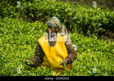 La plantation de thé dans les montagnes des Virunga, Rwanda, Afrique du Sud Banque D'Images