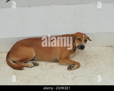 Chien errant brun reposant sur un sol en béton de couleur grise, le triste regard dans les yeux du chiot Banque D'Images