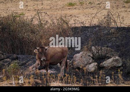 Oristano, Sardina, Italie. 26 juillet 2021. Une vache est vue dans une zone brûlée à Oristano, Sardaigne, Italie, le 26 juillet 2021. Les services régionaux d'urgence de la Sardaigne ont émis lundi un nouvel avertissement de mauvais temps et le gouvernement régional a déclaré l'état d'urgence après que de grandes portions de l'île principale ont été ravagées par des feux de forêt au cours des derniers jours. (Xinhua) Credit: Xinhua/Alay Live News Banque D'Images