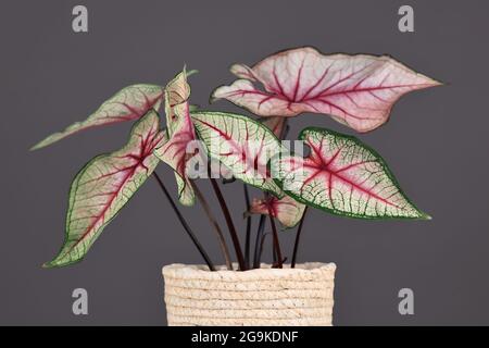 Belle plante exotique 'Caladium White Queen' avec des feuilles blanches et des veines roses dans le pot devant un fond gris Banque D'Images