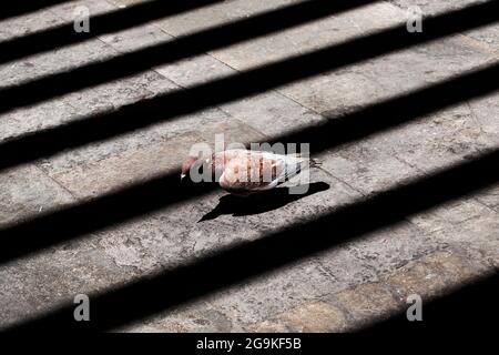 Pigeon marchant dans la lumière. Banque D'Images