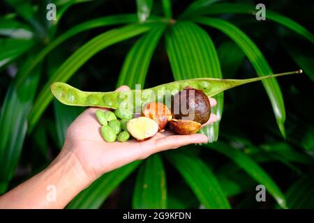 Indonésie Batam - Parkia speciosa - haricots amers - haricots stinks Banque D'Images