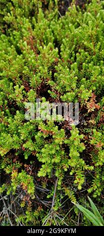 Le fond des épaississants de la crowberry dans les feuilles de conifères ressemblant à des aiguilles. Plante médicinale. Concept de saine alimentation et de médecine alternative Banque D'Images