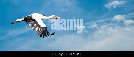 Cigogne blanche volant dans un ciel bleu. Avec de grandes ailes d'épandage. Oiseau détaillé. Bannière Web pour les médias sociaux comme Facebook. Banque D'Images
