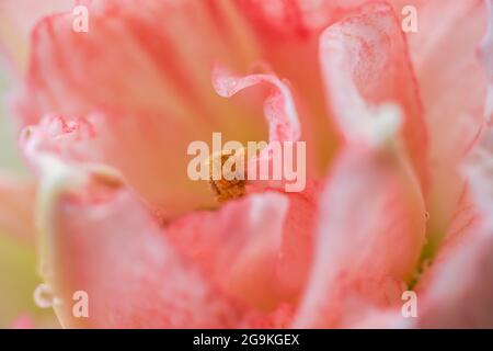 Gros plan d'une fleur d'hippoastre rose en fleurs Banque D'Images