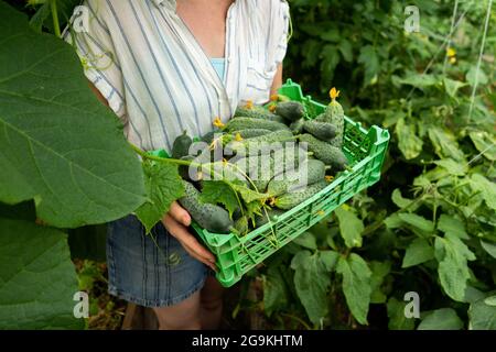 Femme paysanne avec boîte de concombres mûrs en serre à la ferme biologique Banque D'Images